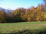 Wierzbanowa w jesiennej szacie., Piotr Malec 